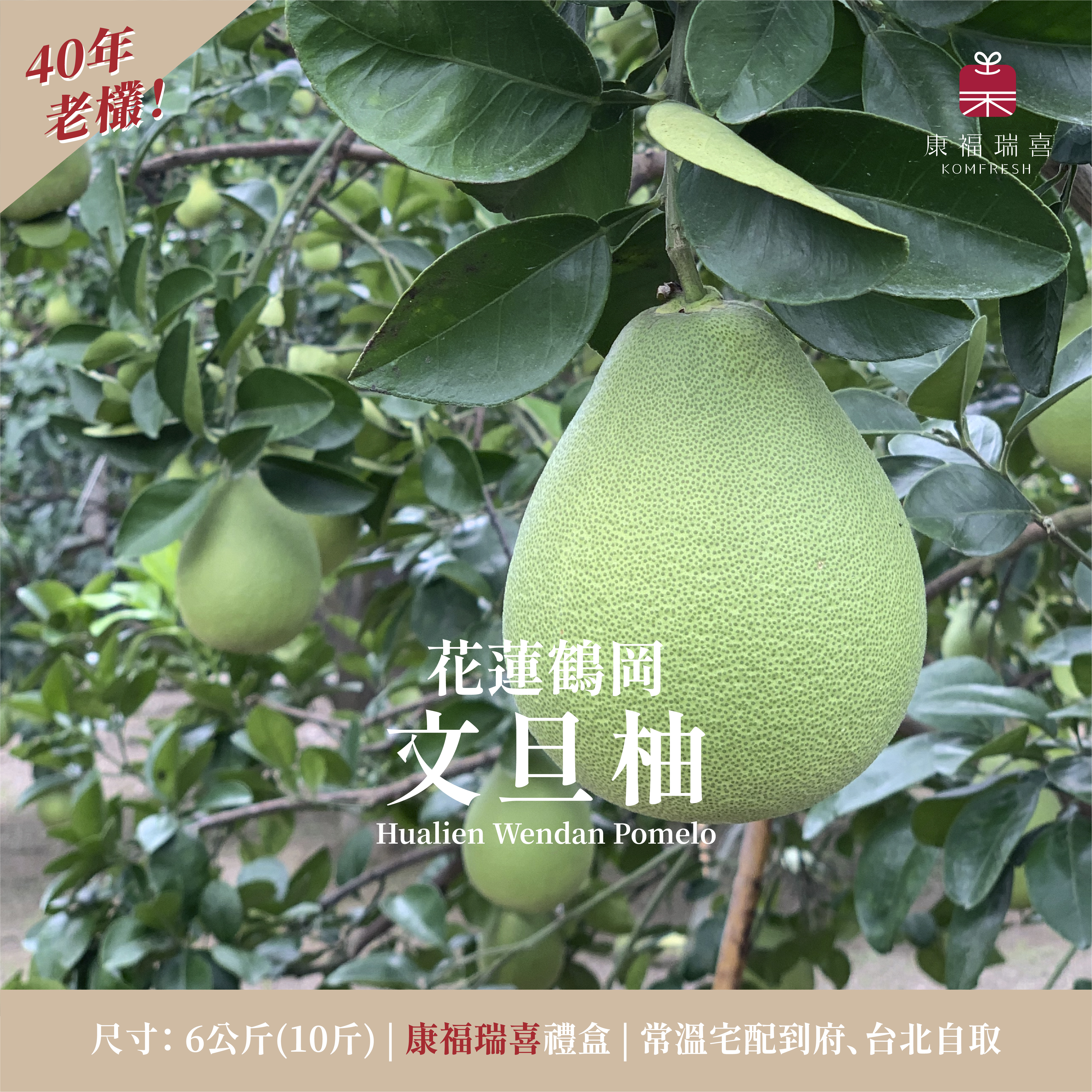 花蓮鶴岡 | 文旦柚 | 40年老欉