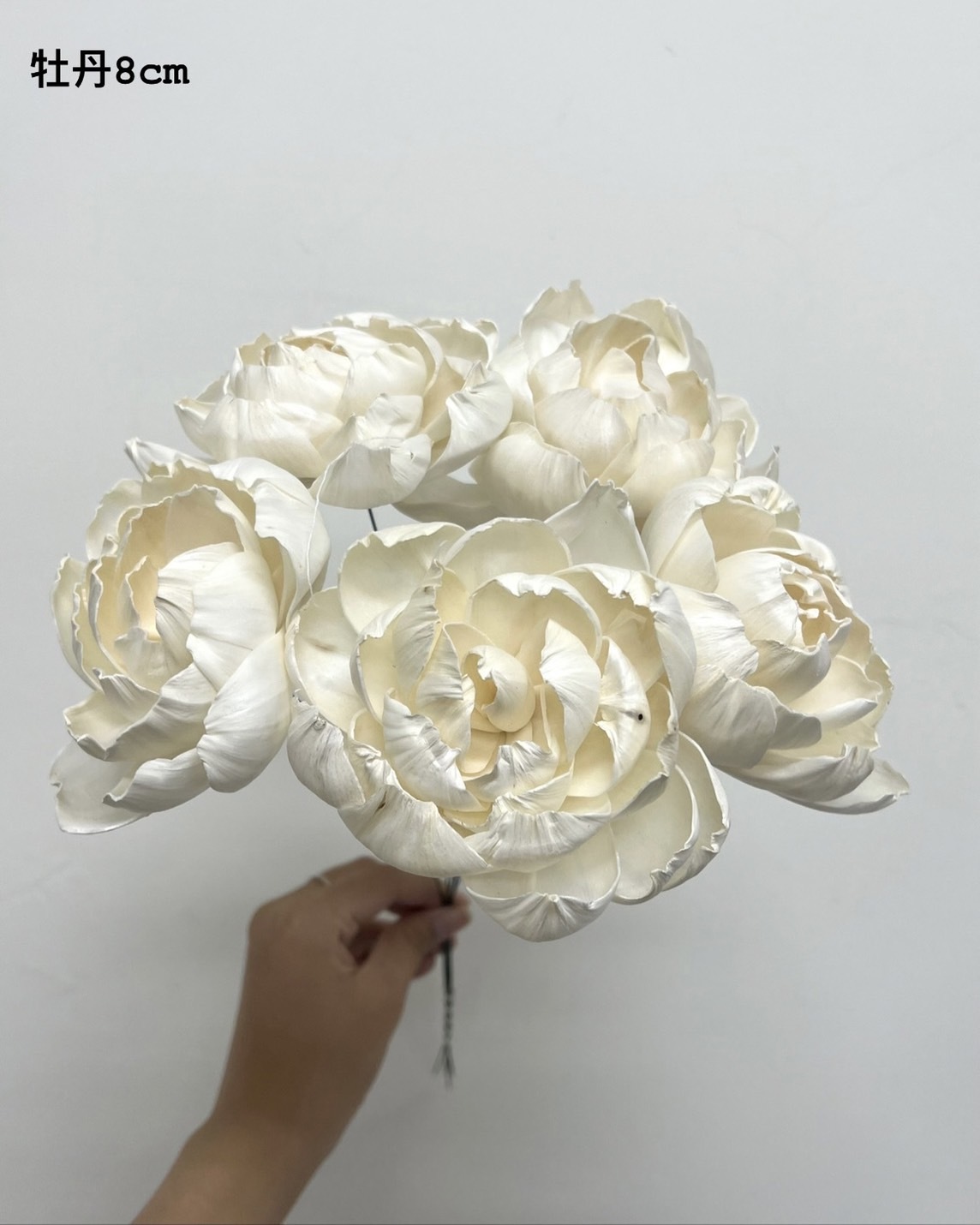 印度索拉花 牡丹 8CM <五支一把>