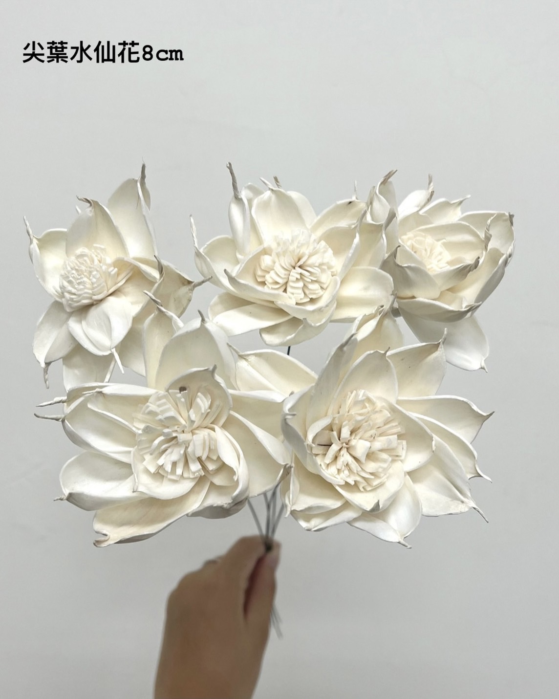 印度索拉花 尖葉水仙花 8CM <五支一把>