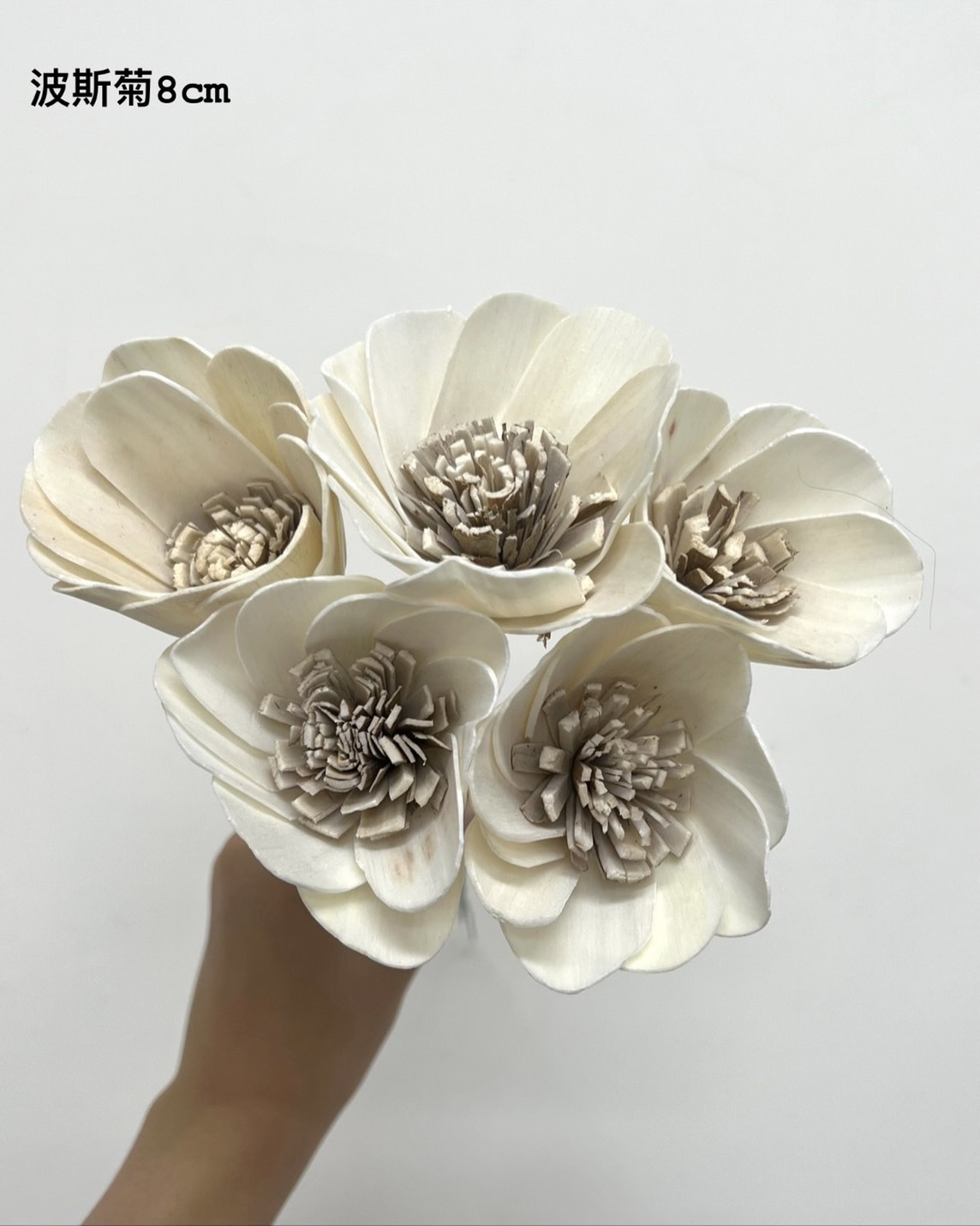 印度索拉花 波斯菊 8CM <五支一把>