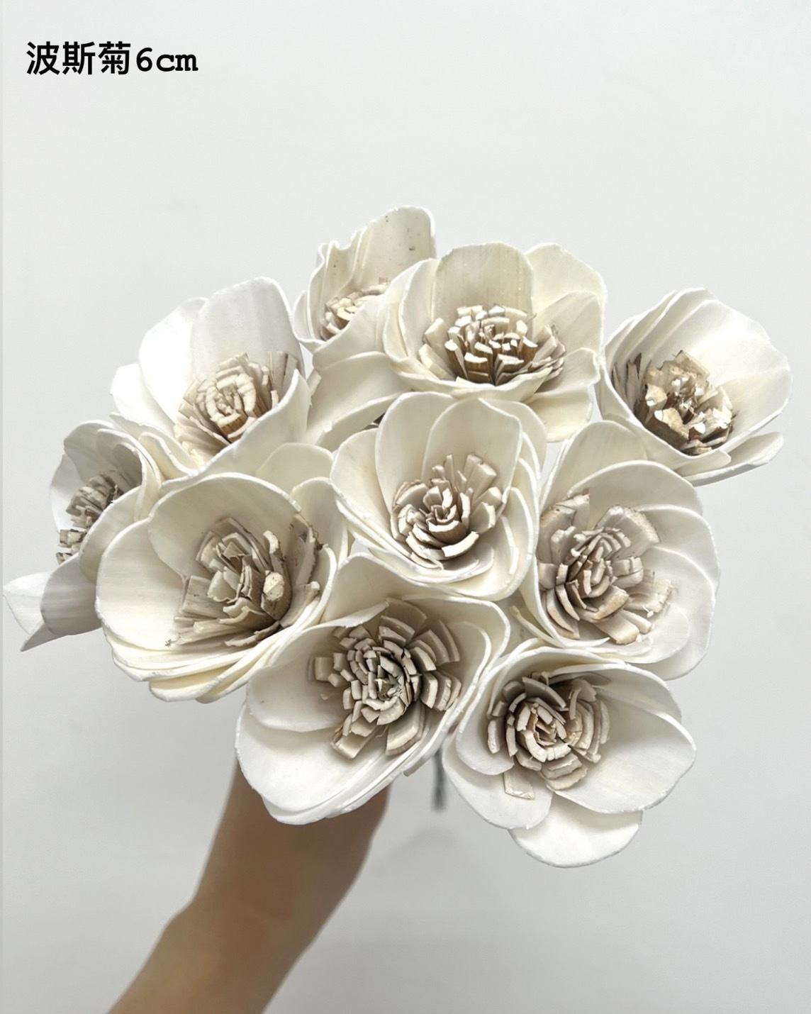 印度索拉花 波斯菊 6CM <十支一把>