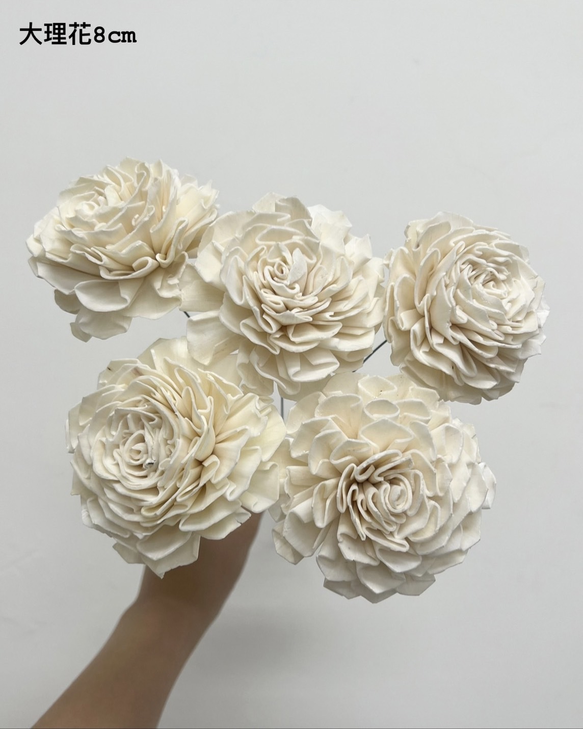 印度索拉花 大理花 8CM <五支一把>