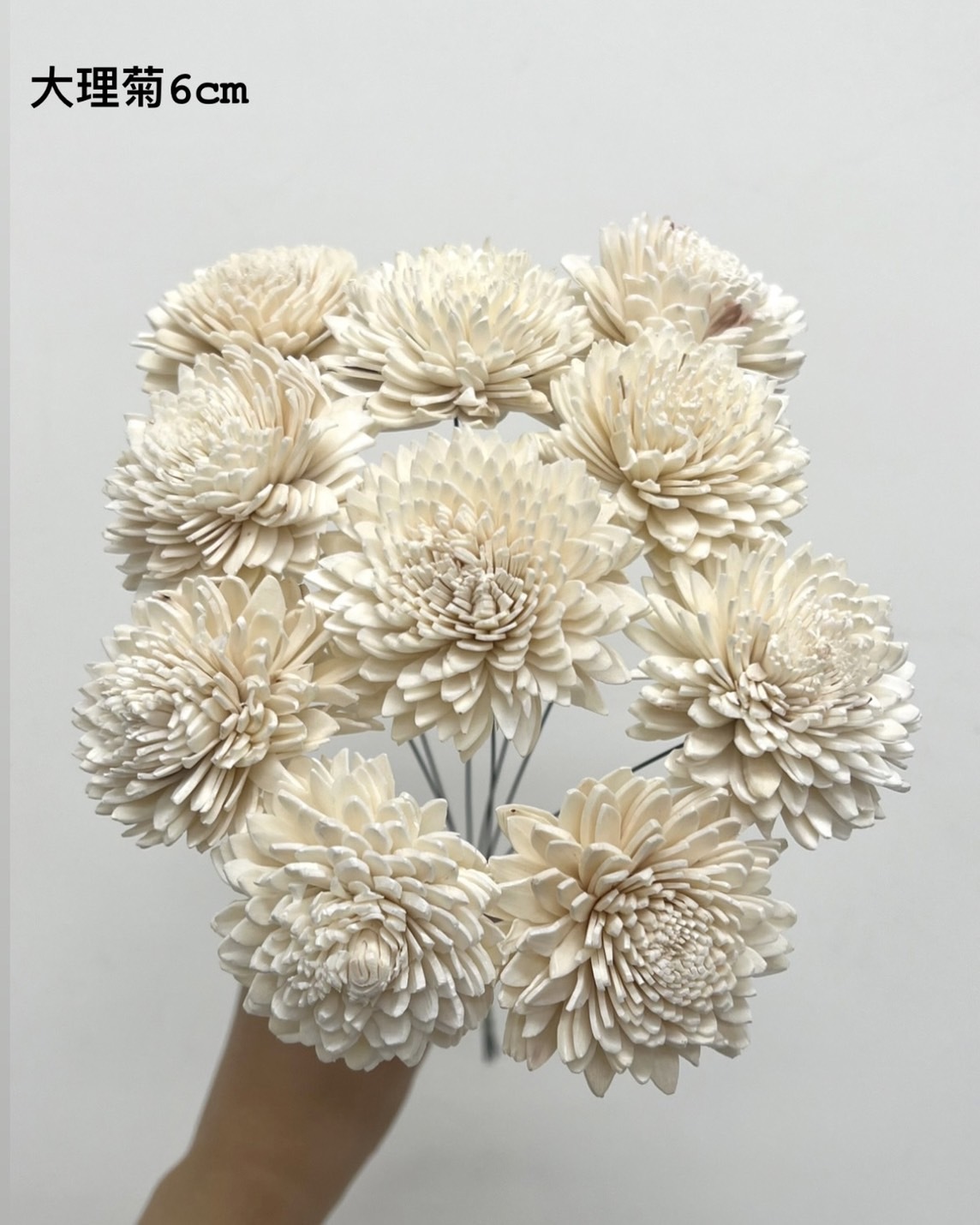印度索拉花 大理菊 6CM <十支一把>