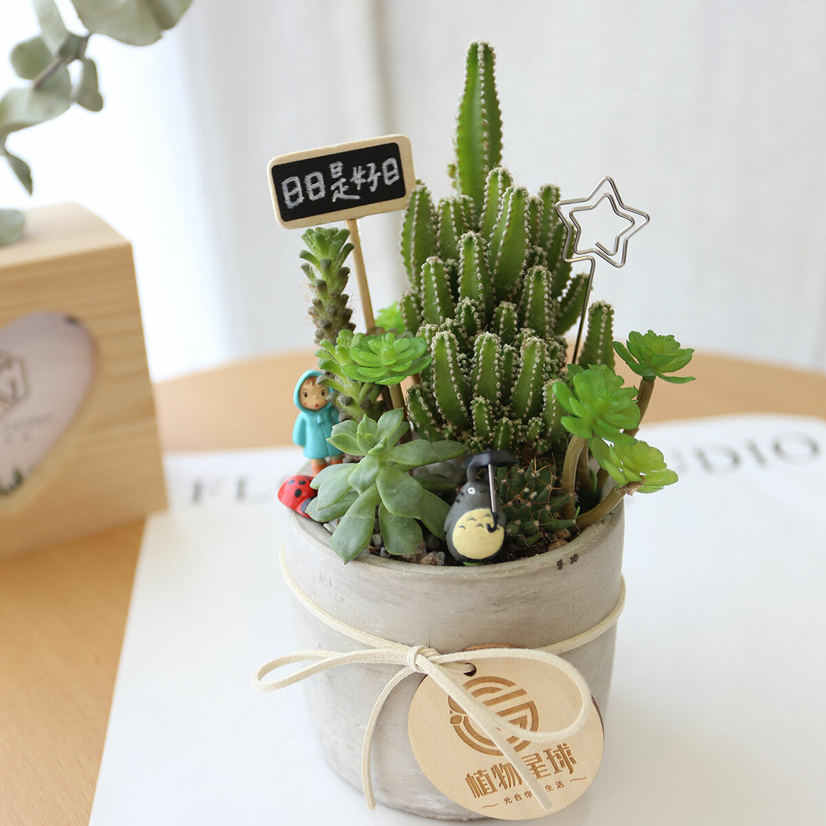 PD143｜仙人掌水泥盆植栽