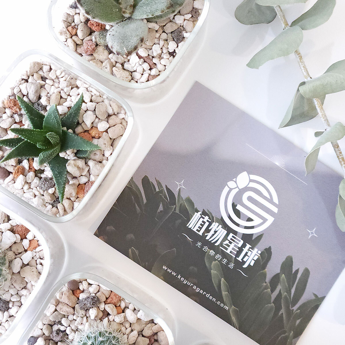 PD84｜仙人掌小方瓶