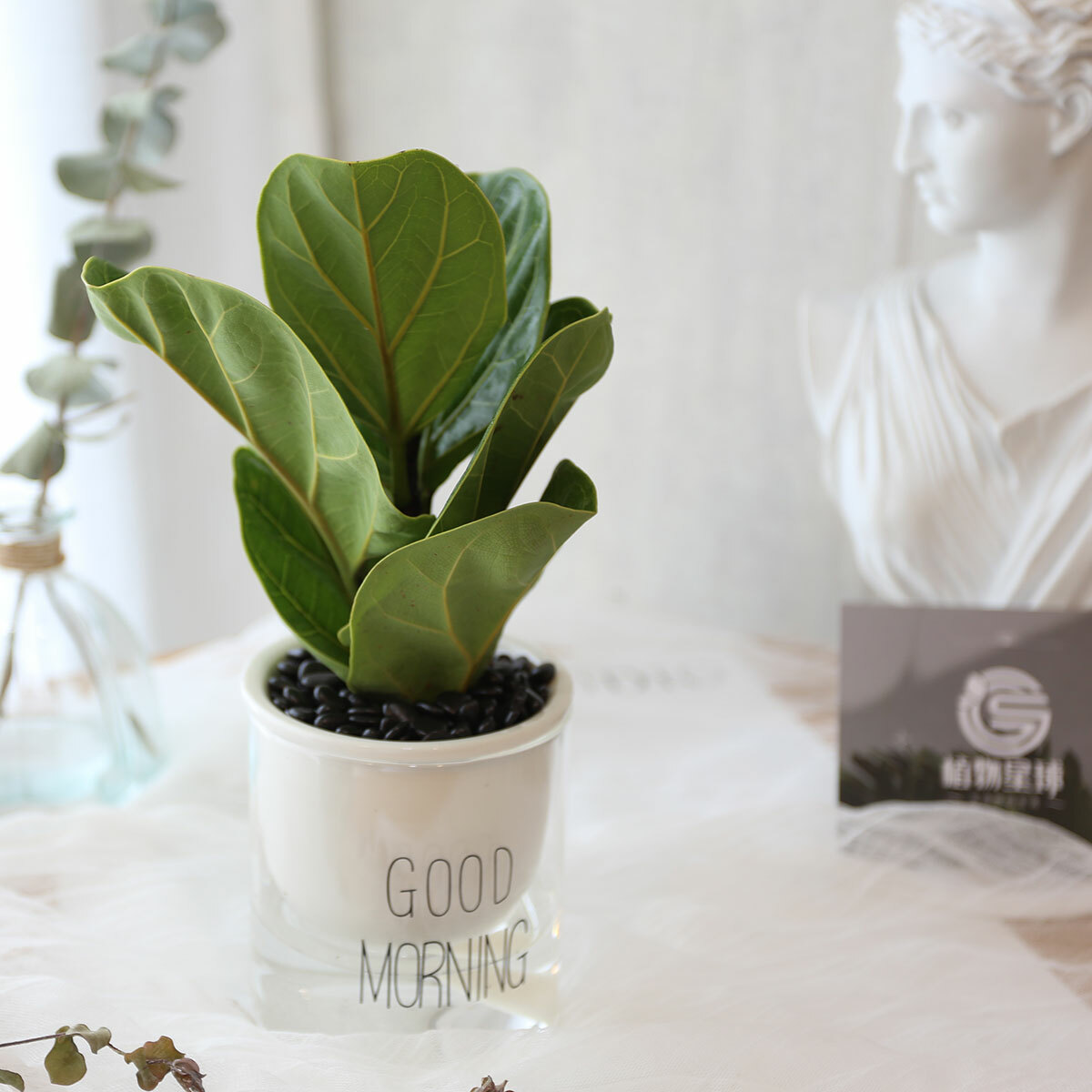 PD157｜琴葉榕吸水盆栽