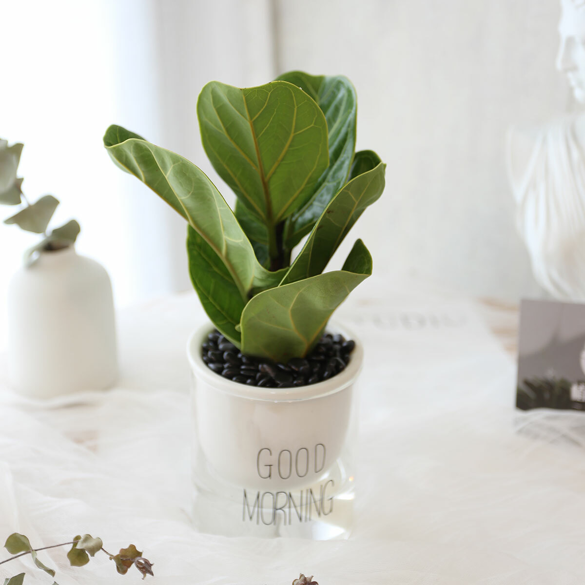 PD157｜琴葉榕吸水盆栽