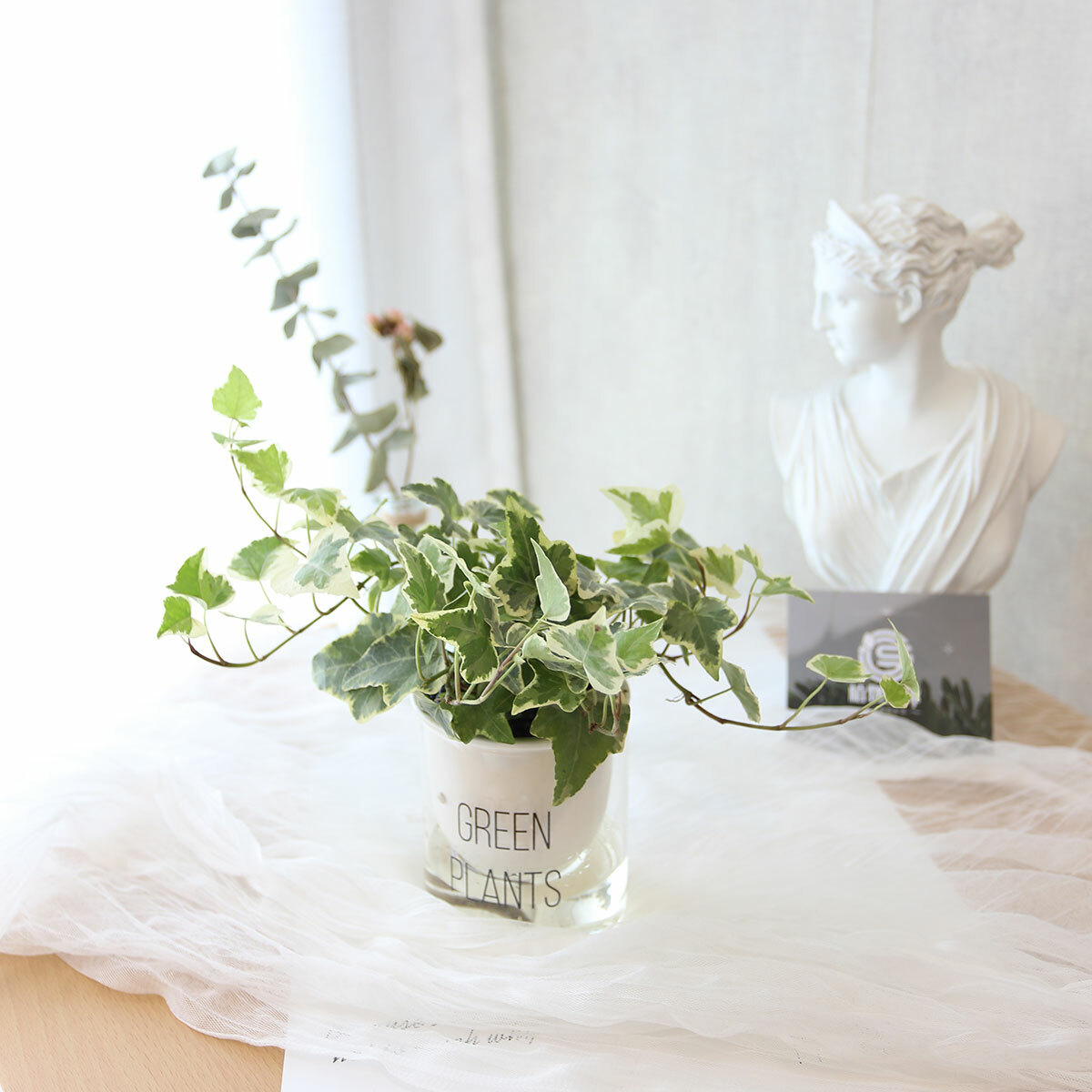 PD158｜常春藤吸水盆栽