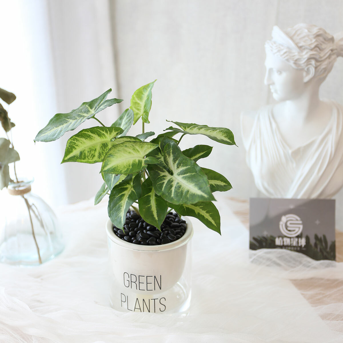 PD159｜合果芋吸水盆栽