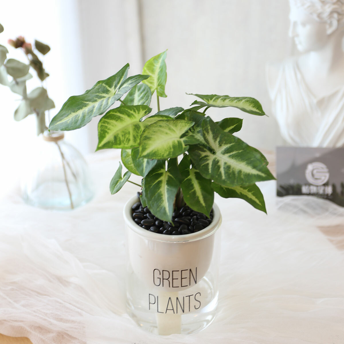 PD159｜合果芋吸水盆栽