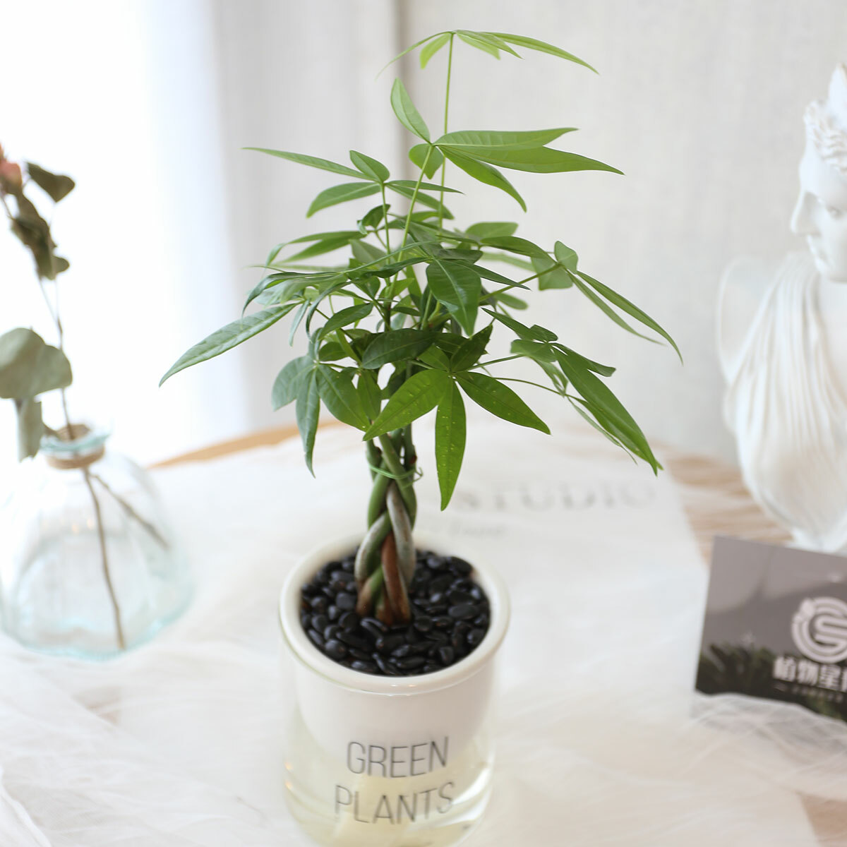 PD160｜馬拉巴栗吸水盆栽