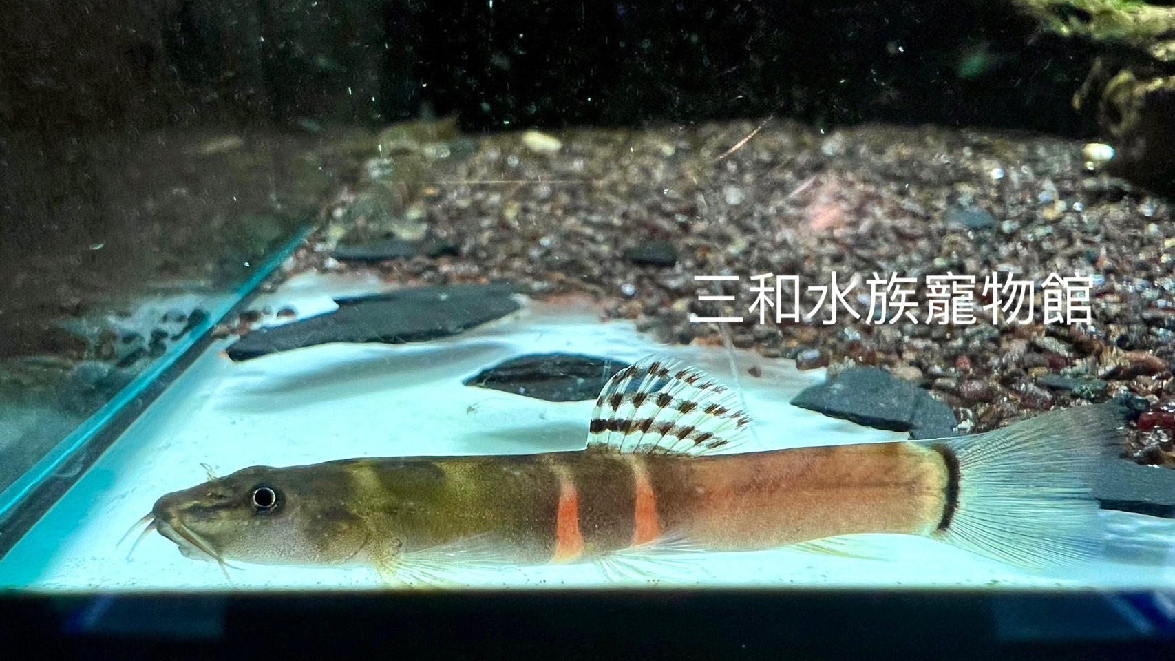 彩虹斑馬鰍