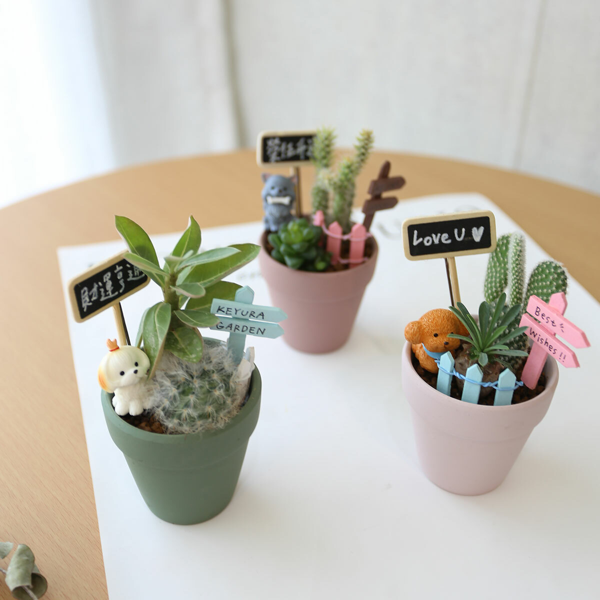 PD90｜迷你仙人掌盆栽