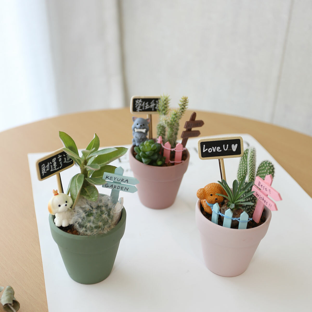 PD90｜迷你仙人掌盆栽