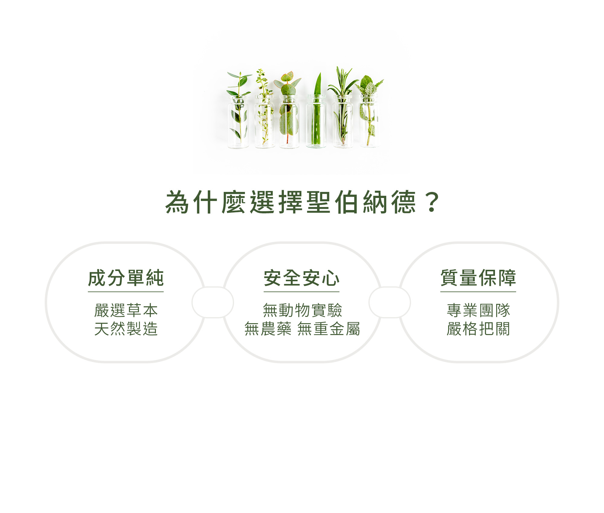 為什麼選擇聖伯納德