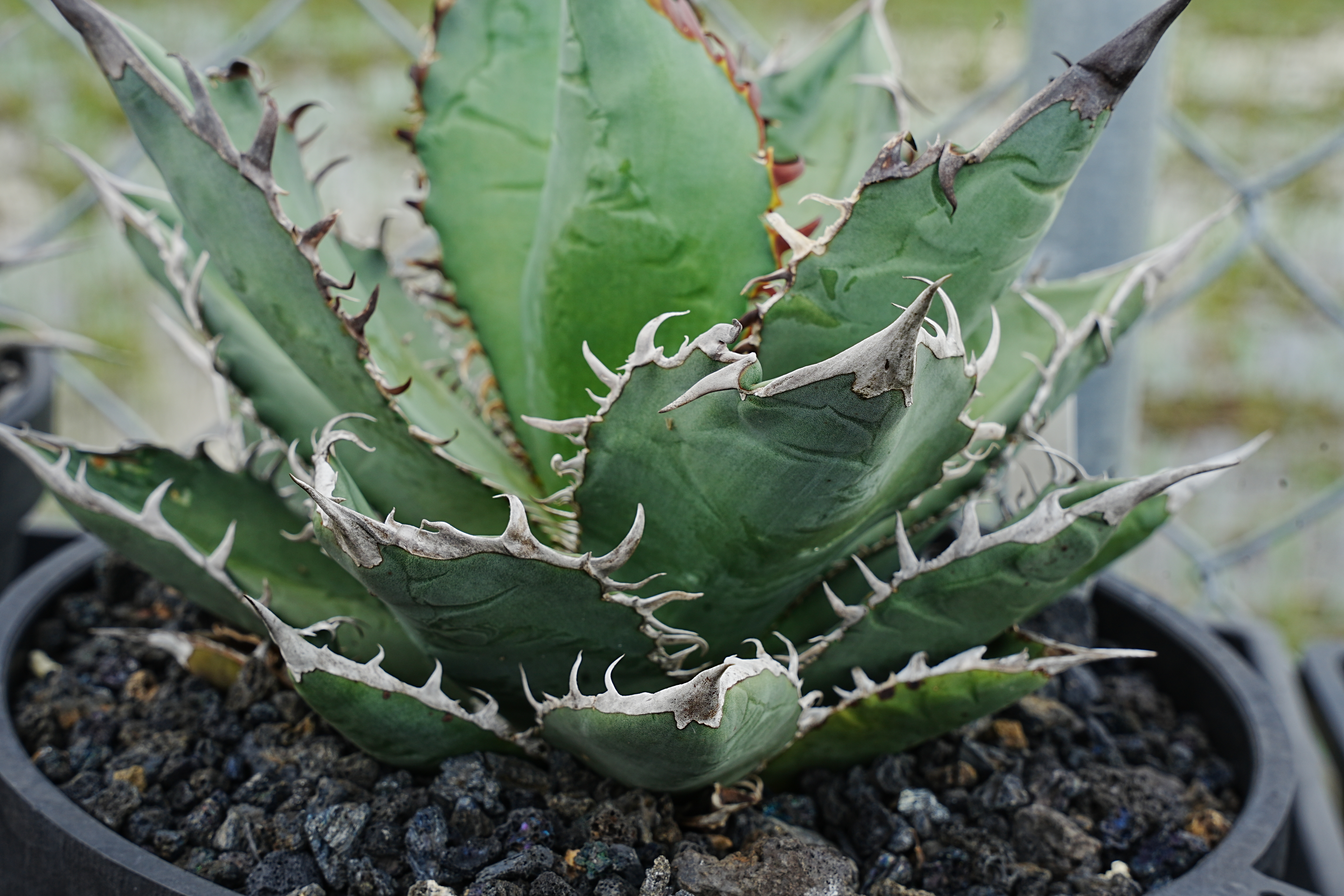 Agave Oteroi seeding アガベ オテロイ 実生 LD62