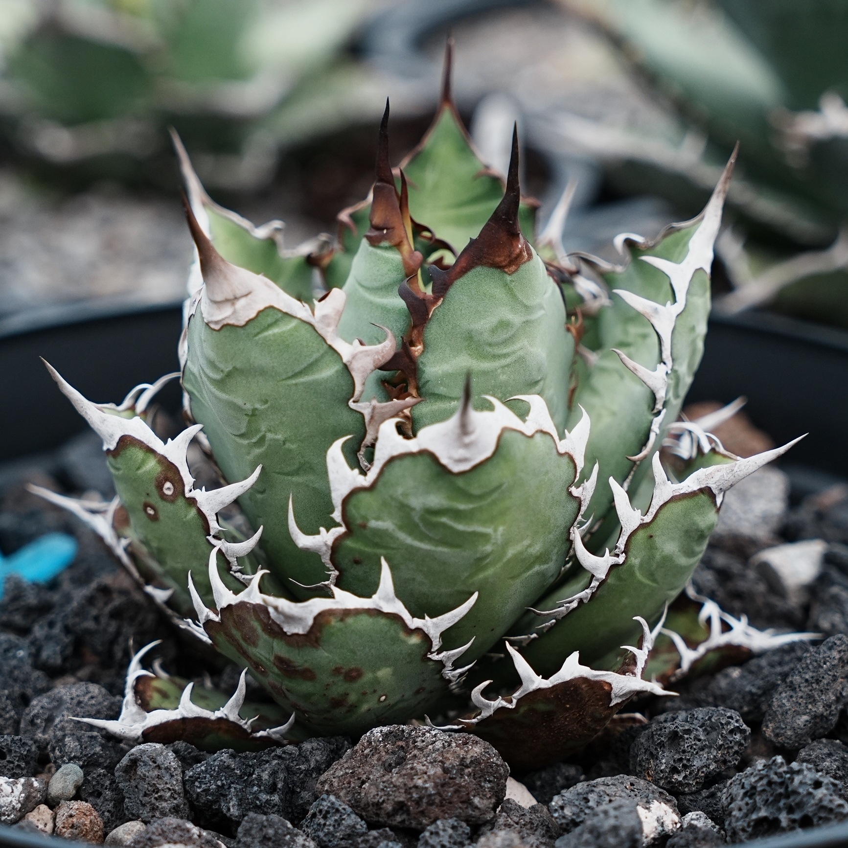 Agave Oteroi seeding アガベ オテロイ 実生 LD25 Agave Oteroi seeding アガベ オテロイ 実生 LD25