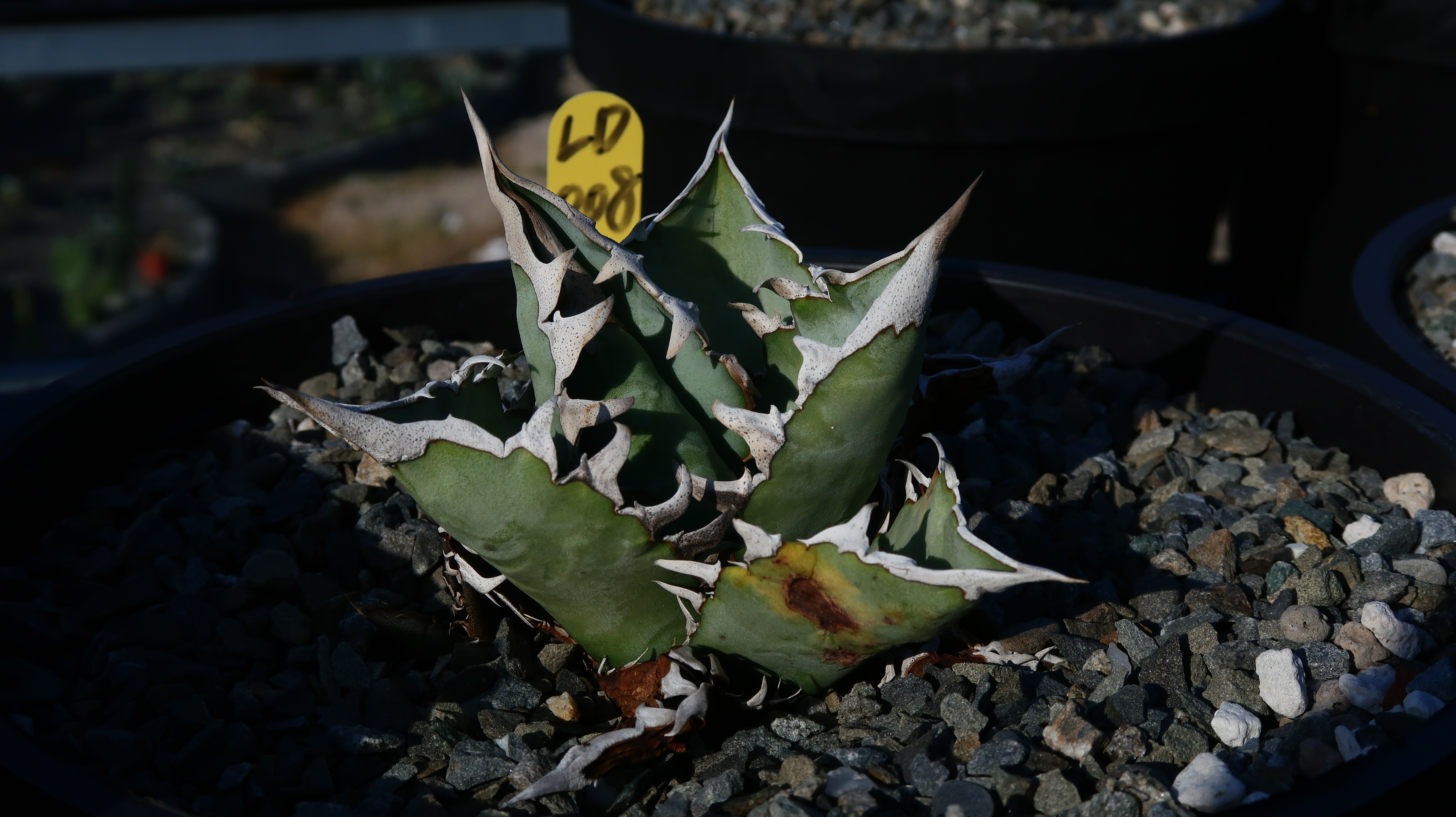 Agave Oteroi seeding アガベ オテロイ 実生 LD008