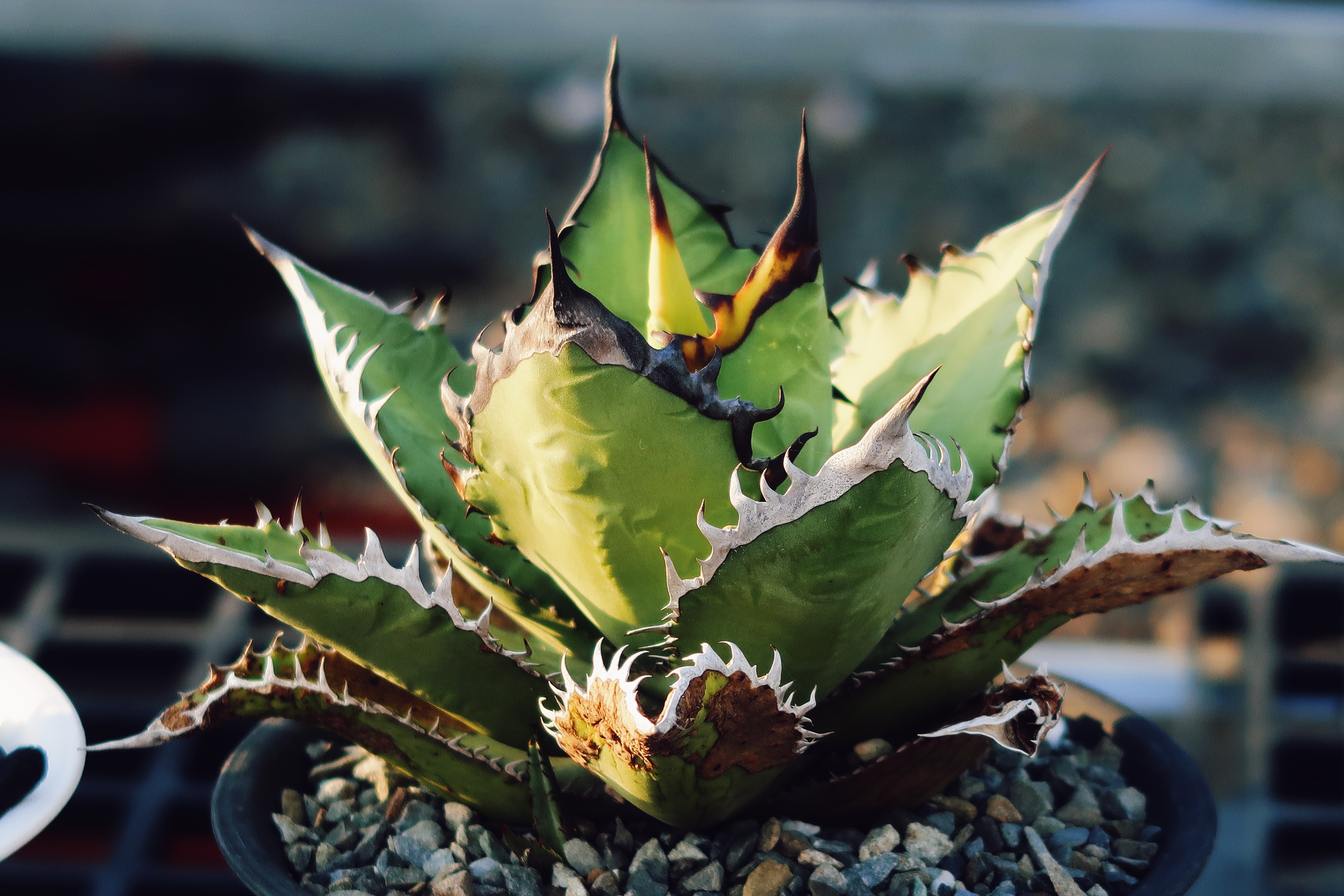 アガベ チタノタ ブラックファイヤー 黒火焔 12 - 植物/観葉植物