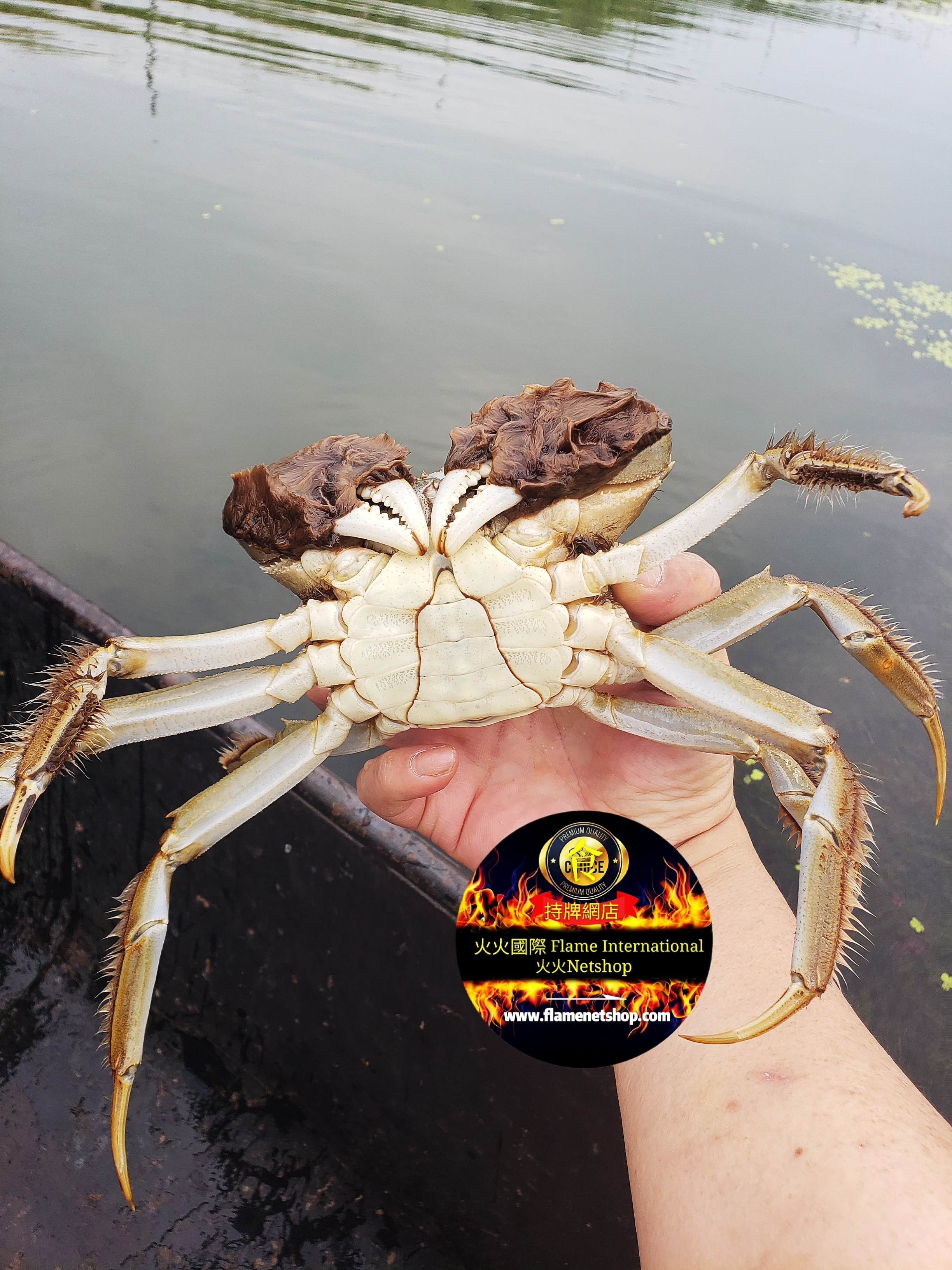 火火精品大閘蟹(20隻装)