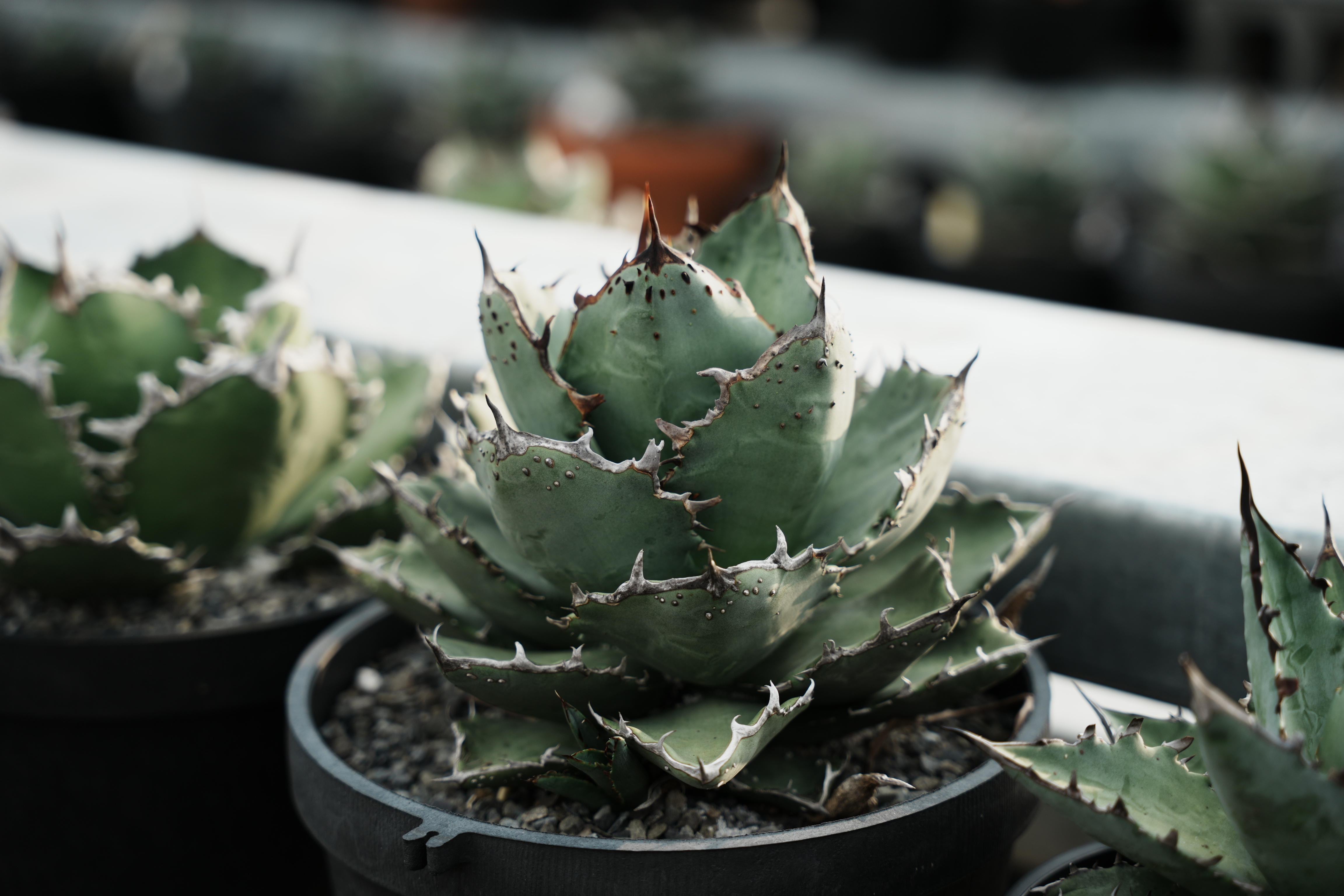 アガベ チタノタ FO-222 Agave titanota FO-222
