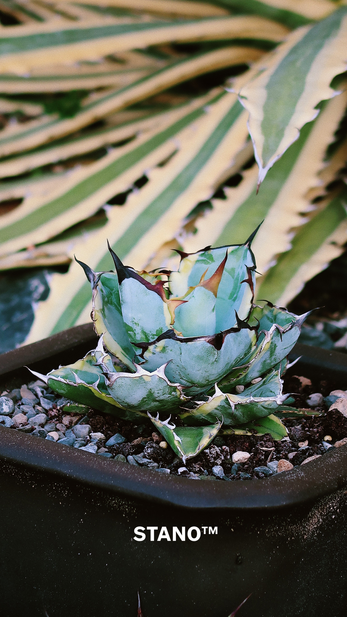 アガベ チタノタ Agave titanota 'blue diamond' 籃球錦 