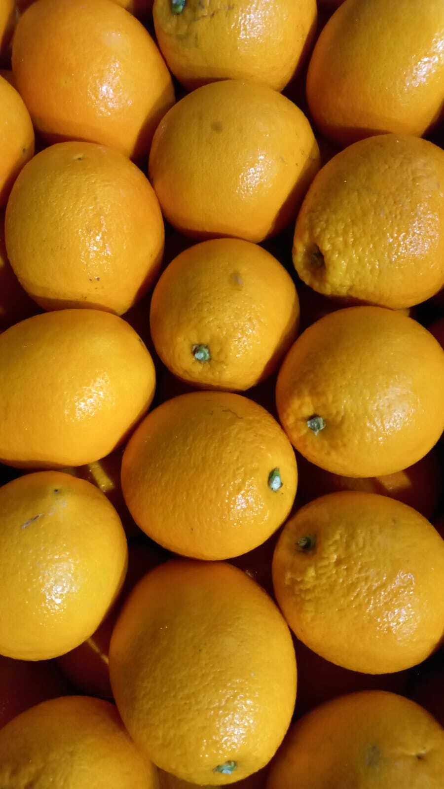 金巴利橙 (三隻)