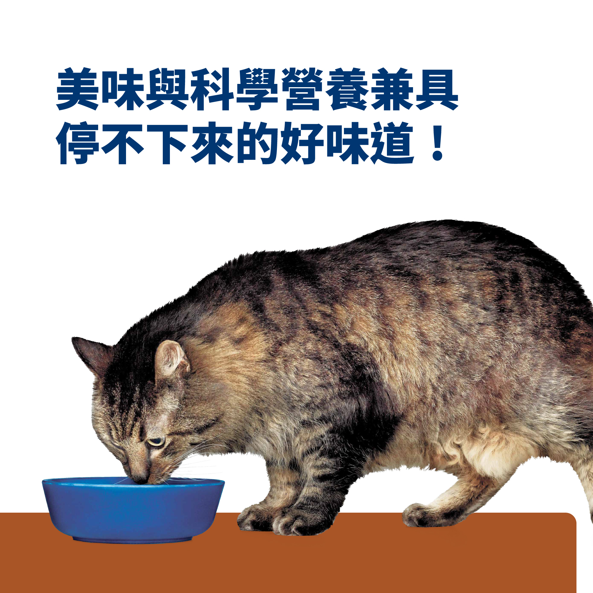 Hills 希爾思處方 貓用 k/d Early Support 腎臟病早期護 派瑪寵物 萌寵的好夥伴