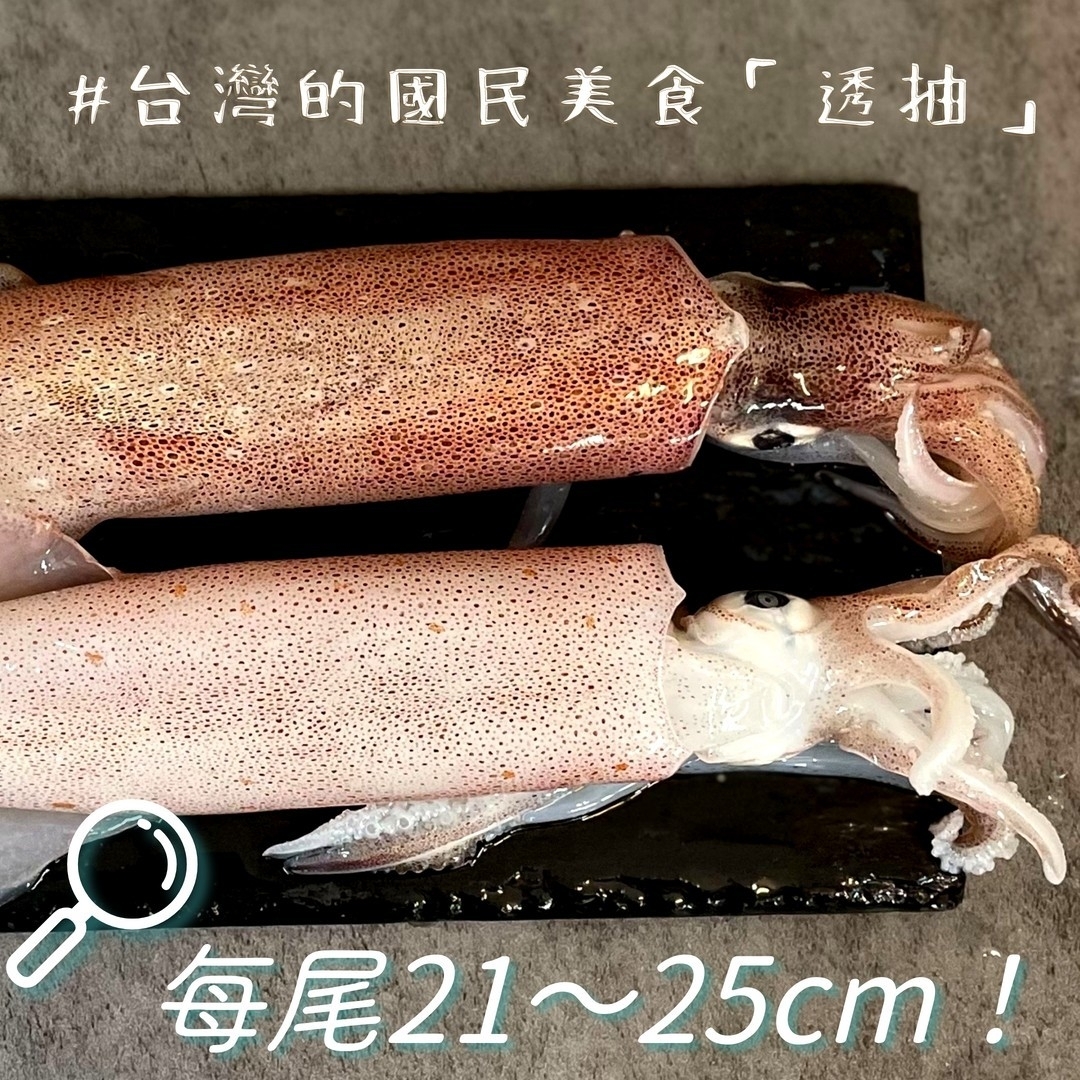 峇里島船凍野生透抽