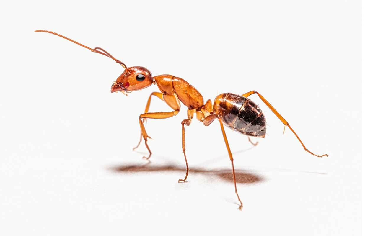 對付家中的螞蟻，螞蟻藥成分該選哪種？