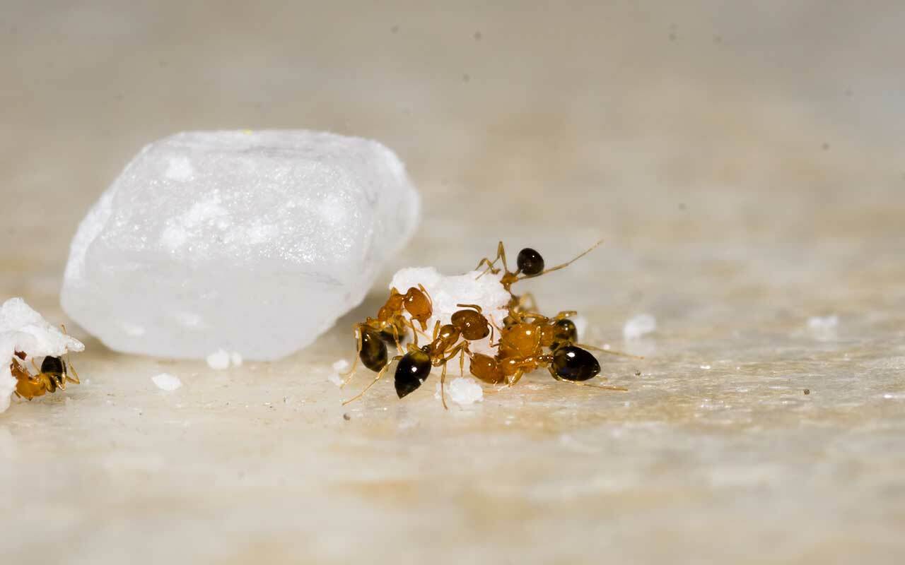 推薦DIY自製螞蟻藥嗎？居家滅蟻方法整理！