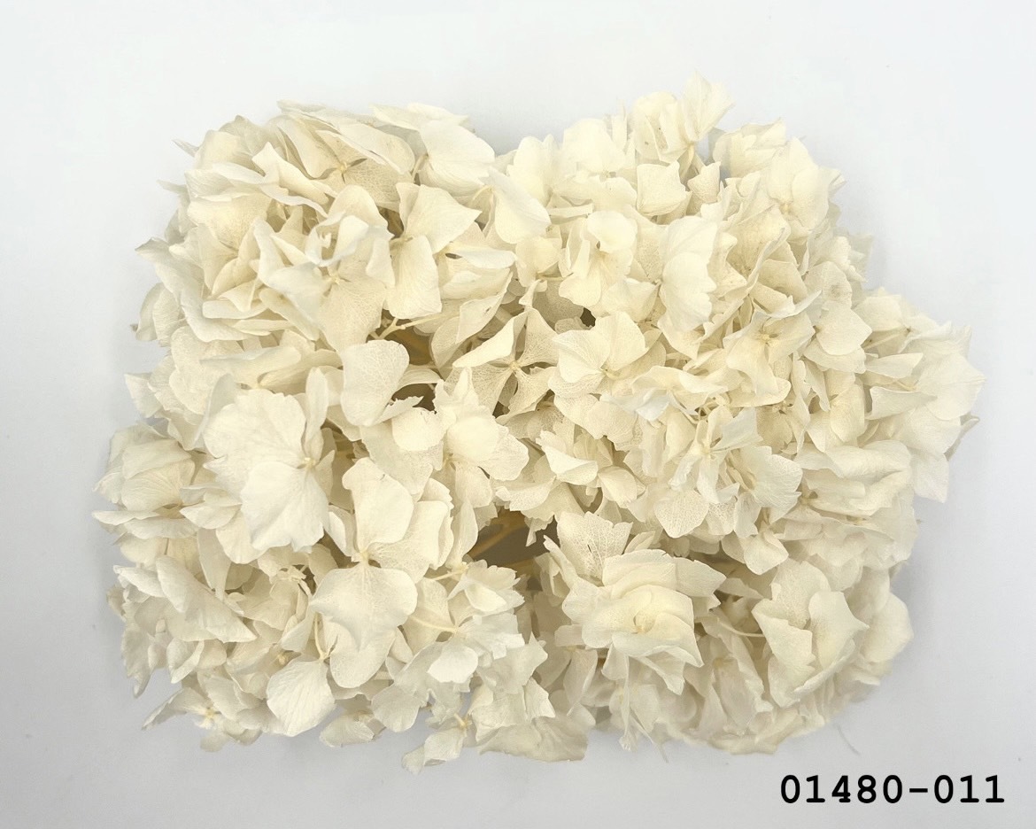 不凋大葉繡球 01480-011