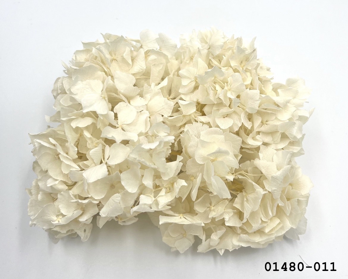 不凋大葉繡球 01480-011