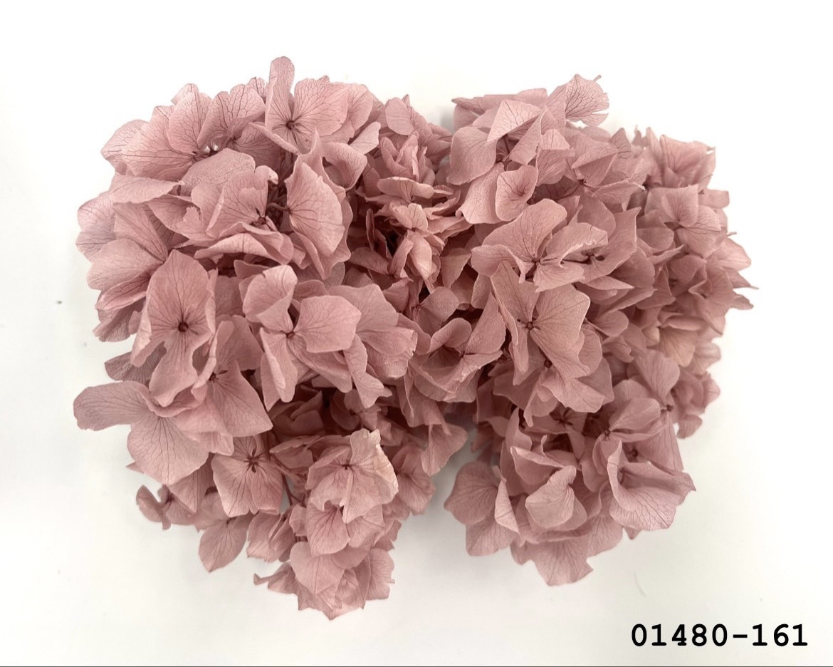 不凋大葉繡球 01480-161