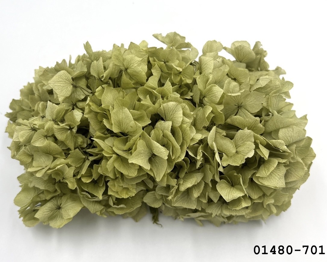不凋大葉繡球 01480-701