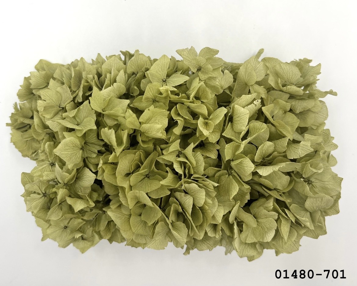 不凋大葉繡球 01480-701