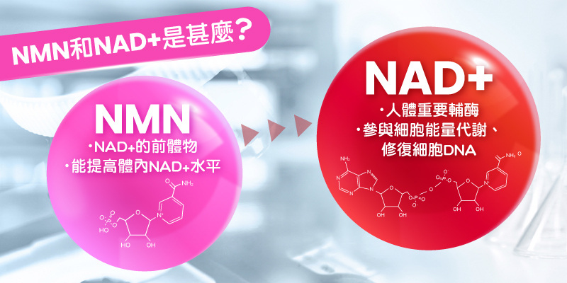 NMN和NAD+是甚麼？