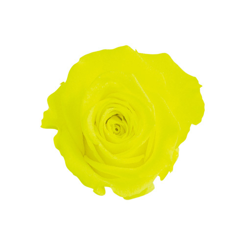 日本不凋中輪玫瑰(8朵) FL070-92