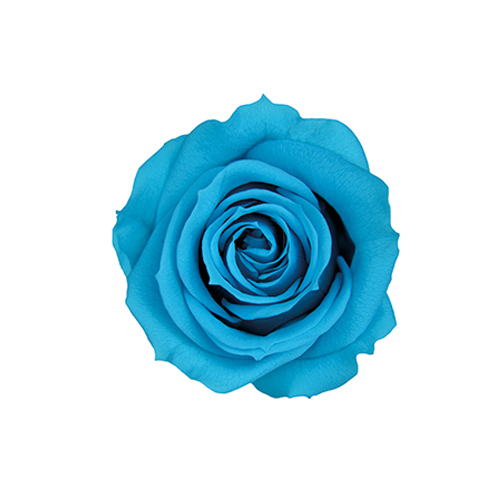 日本不凋中輪玫瑰(8朵) FL070-72