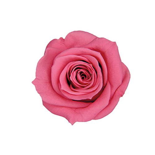 日本不凋中輪玫瑰(8朵) FL070-22