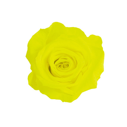 日本不凋中輪玫瑰花 (8朵)FL0300-92