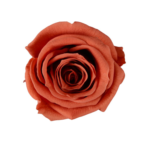 日本不凋中輪玫瑰花 (8朵)FL0300-33