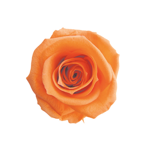 日本不凋中輪玫瑰花 (8朵)FL0300-06