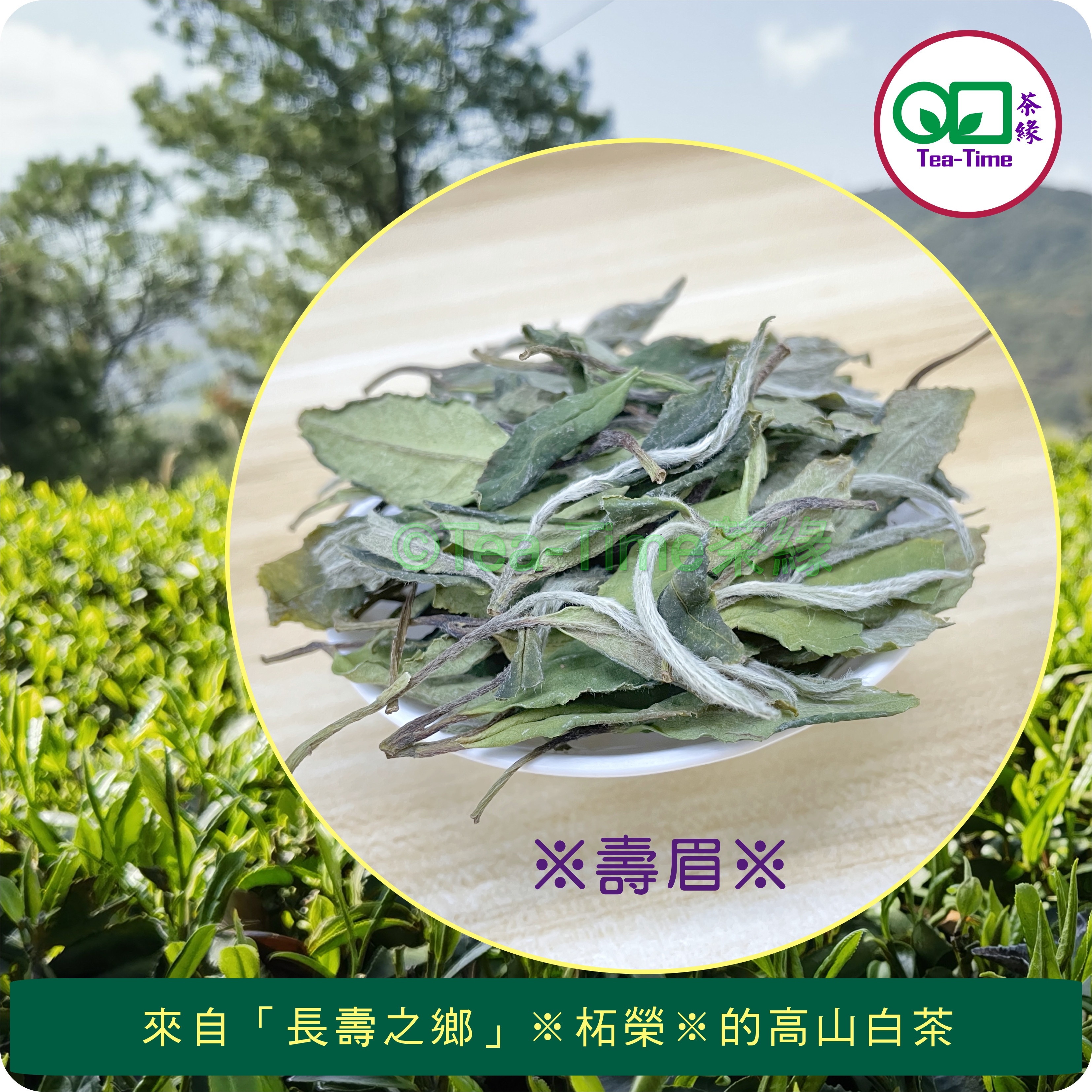 壽眉，白牡丹，牡丹王，荒野牡丹，白茶，高山白茶，柘榮高山白茶，Shou Mei, White Peony, King Peony, Wild Peony, White tea, Zhe Rong White tea.