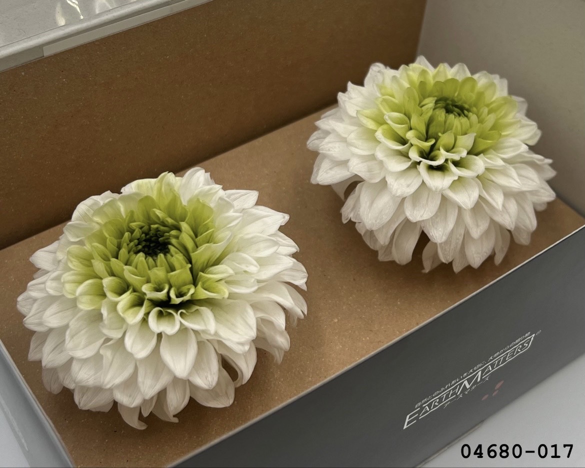 日本不凋大理花(2朵/盒) 04680-017