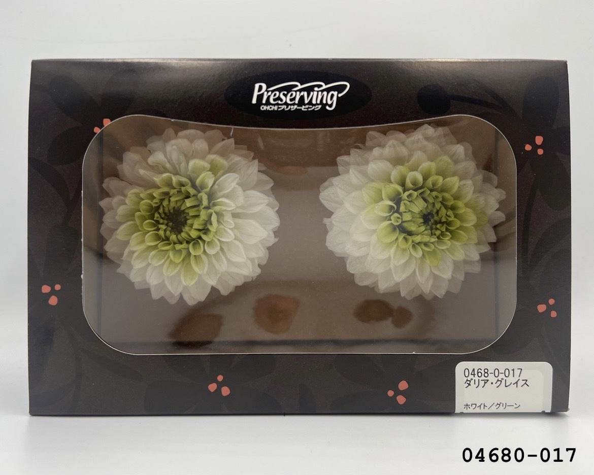 日本不凋大理花(2朵/盒) 04680-017