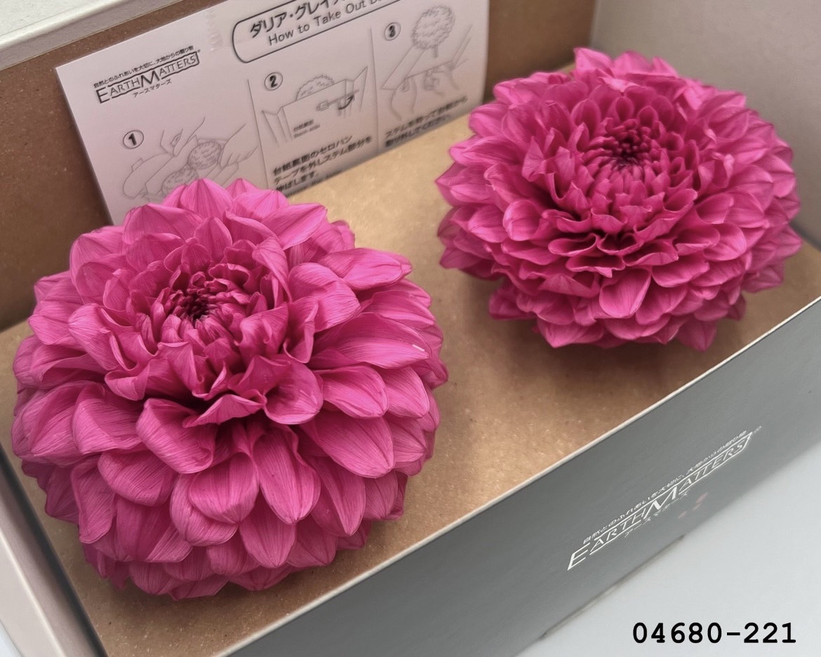 日本不凋大理花(2朵/盒) 04680-221