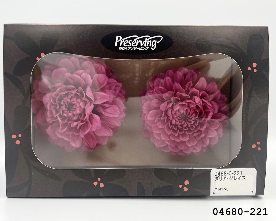 日本不凋大理花(2朵/盒) 04680-221