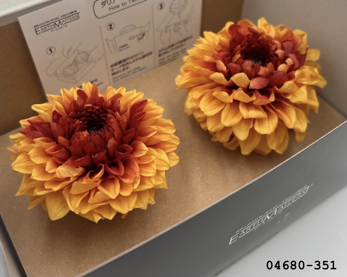 日本不凋大理花(2朵/盒) 04680-351