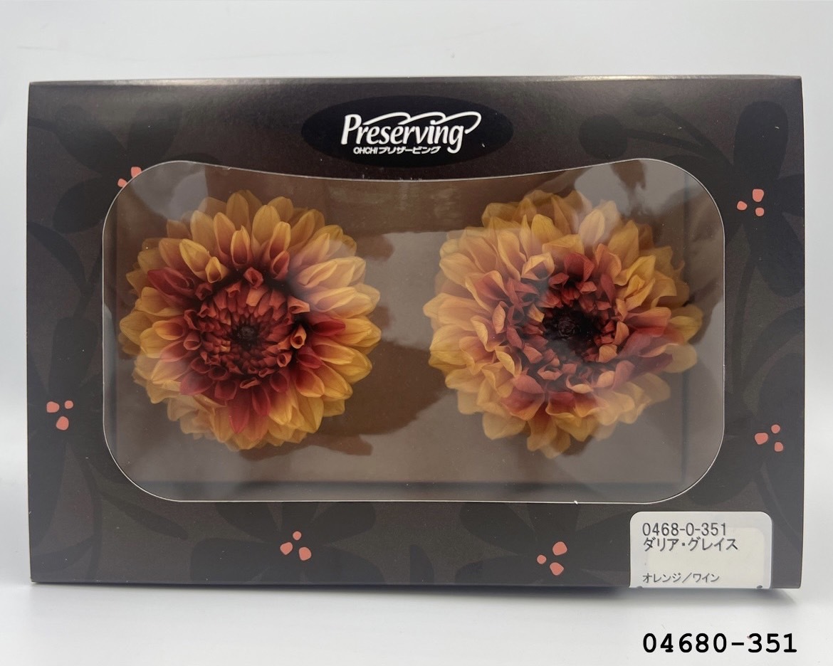 日本不凋大理花(2朵/盒) 04680-351